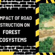 The Impact of Road Construction on Forest Ecosystems