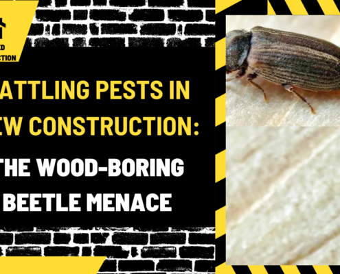 Battling Pests in New Construction: The Wood-Boring Beetle Menace