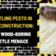 Battling Pests in New Construction: The Wood-Boring Beetle Menace