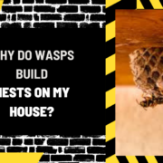 Why Do Wasps Build Nests on My House