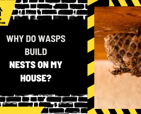 Why Do Wasps Build Nests on My House