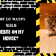 Why Do Wasps Build Nests on My House