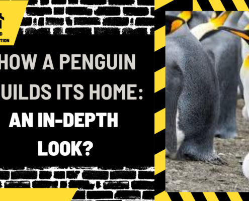 How a Penguin Builds Its Home: An In-Depth Look