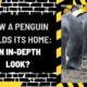 How a Penguin Builds Its Home: An In-Depth Look