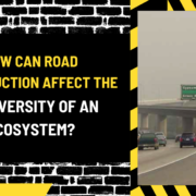 How Can Road Construction Affect the Biodiversity of an Ecosystem