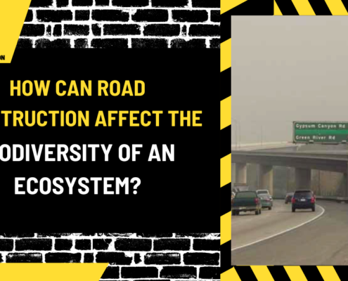 How Can Road Construction Affect the Biodiversity of an Ecosystem