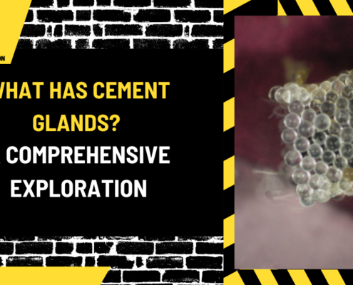 What Has Cement Glands? A Comprehensive Exploration