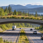 Deer crossing a planted wildlife bridge that connects forest habitat above a highway