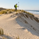 Field engineer surveys a wind-shaped coastal dune with native grass and sand fences protecting the shoreline.