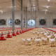 Poultry barn with feeder and drinker lines, ventilation fans, and a small flock, showing equipment used in a broiler house.