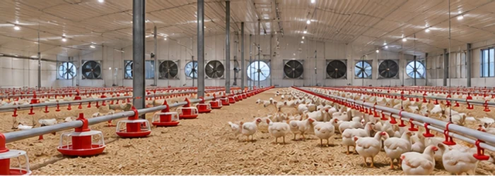 Poultry barn with feeder and drinker lines, ventilation fans, and a small flock, showing equipment used in a broiler house.