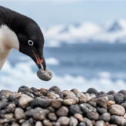 Adélie penguin places a pebble beside its nest on a rocky Antarctic shore, with a second penguin in the background.