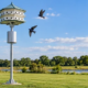 Purple martin house on a tall metal pole with a predator guard, set in an open yard with birds flying nearby.
